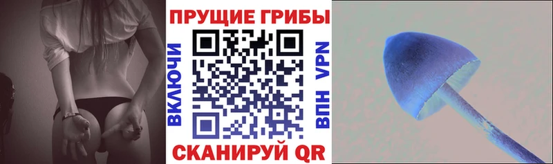 где купить наркоту  Порхов  hydra зеркало  Галлюциногенные грибы Magic Shrooms 